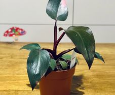 Philodendron Pink Princess in 12cm pot and 25cm in height