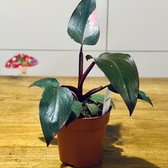 Philodendron Pink Princess in 12cm pot and 25cm in height