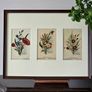 Pair of Framed Original Vintage Botanical Postcards 6 Cards 2 Frames Image 2