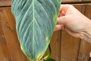 Rare houseplant Philodendron Splendid cutting