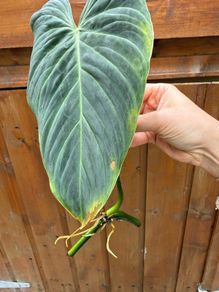 Rare houseplant Philodendron Splendid cutting