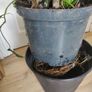 tall Madagascar Dragon Tree (Dracaena marginata),  Peace Lily plant in the black  plastic pot container Image 5