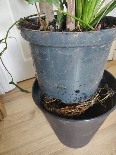 tall Madagascar Dragon Tree (Dracaena marginata),  Peace Lily plant in the black  plastic pot container