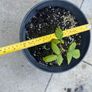 plant Image 2