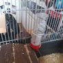 Hamster cage + full hamster kit Image 8