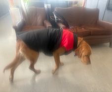 dog coat / jacket