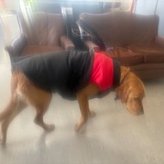 dog coat / jacket