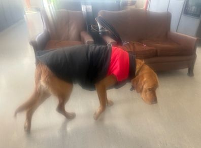 dog coat / jacket