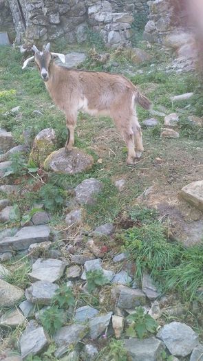Kid goat male, neutered pigmy male, breeding male