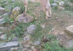 Kid goat male, neutered pigmy male, breeding male