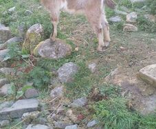 Kid goat male, neutered pigmy male, breeding male