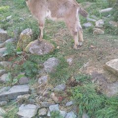Kid goat male, neutered pigmy male, breeding male