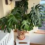 Large Healthy Monstera Deliciosa (Swiss Cheese Plant) in Ceramic Pot Image 3