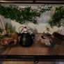 terarium Image 4