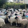 80 super cross bred ram lambs Image 8