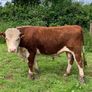 PB herford bull Image 2