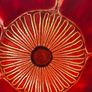 Handmade Poppy-Shaped Plate - Floral Design Glass Dish as Trinklet dish signed Image 8