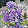 Matured Hydrangea macrophylla plants Image 3