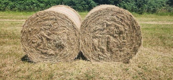 Hay