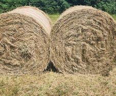 Hay