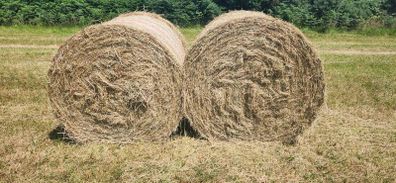 Hay