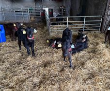 Angus calves