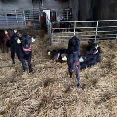 Angus calves