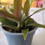 plant tradescantia Image 4