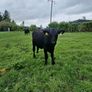 10 AAX bull wealings for sale Image 9