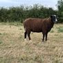 Zwartble Ram Lambs Image 5