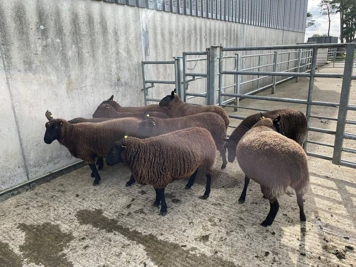 Sheep - Nine Dutch-spotted-Cross Hoggets 300 each
