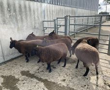 Sheep - Nine Dutch-spotted-Cross Hoggets 300 each