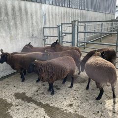 Sheep - Nine Dutch-spotted-Cross Hoggets 300 each