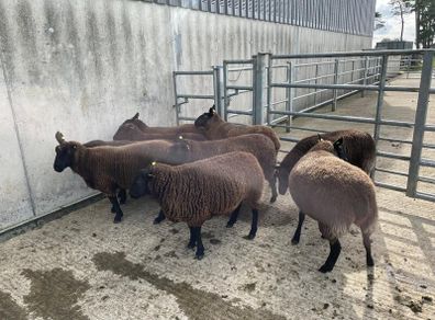 Sheep - Nine Dutch-spotted-Cross Hoggets 300 each
