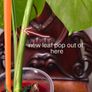 No.68 Monstera Albo Image 7