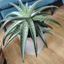 Houseplant- Zebra Haworthia Image 8