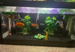 Fish Swap Exchange from Mullingar or Kinnegad