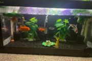 Fish Swap Exchange from Mullingar or Kinnegad