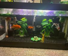 Fish Swap Exchange from Mullingar or Kinnegad