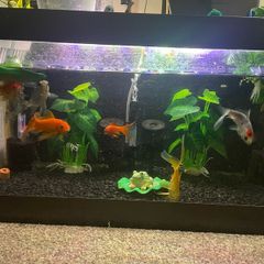 Fish Swap Exchange from Mullingar or Kinnegad