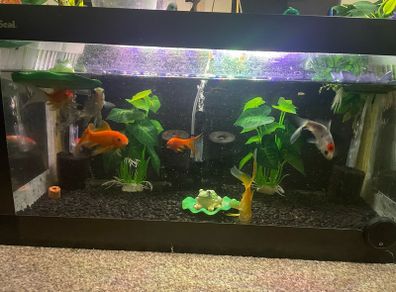 Fish Swap Exchange from Mullingar or Kinnegad
