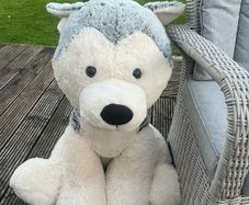 Giant Huskey Teddy