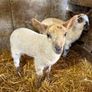 Lambs Image 2