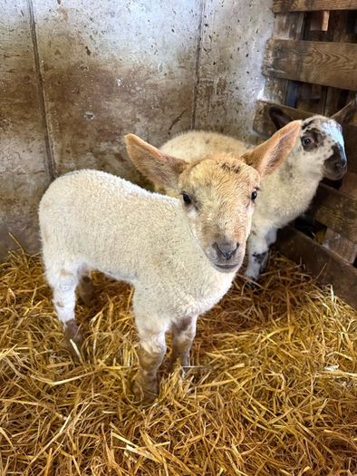 Lambs