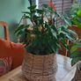 house plants Image 2