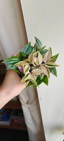 Tradescantia mundula Lisa - rooting plant