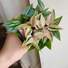 Tradescantia mundula Lisa - rooting plant
