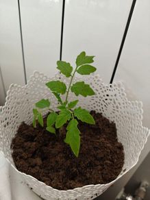 cherry tomato plants