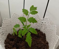 cherry tomato plants