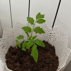 cherry tomato plants